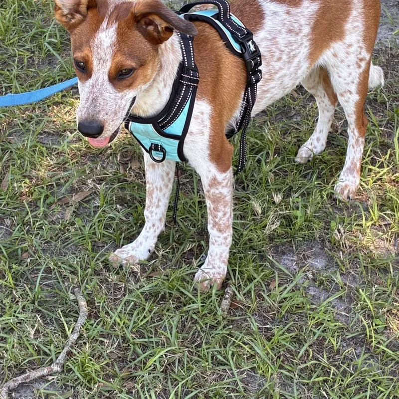A young medium-sized male Australian Cattle Dog / Blue Heeler dog named Jesse for adoption in Ruskin, FL