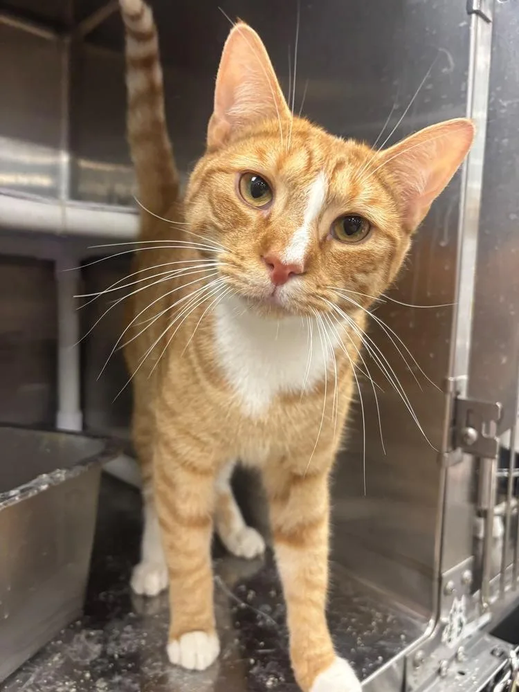 An adult medium-sized male Orange & White Domestic Short Hair cat named Honey for adoption in Pittstown, NJ