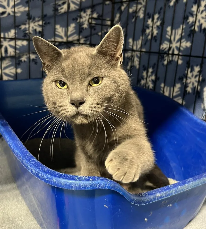 An adult medium-sized female Domestic Short Hair cat named Leslie for adoption in Altoona, PA