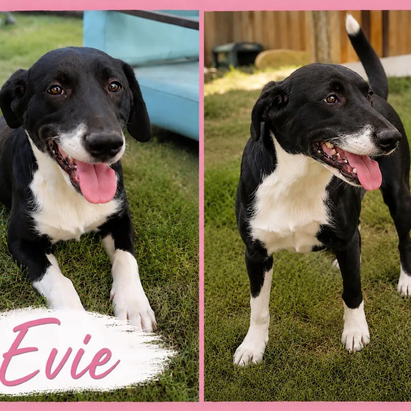 Evie thumbnail 5