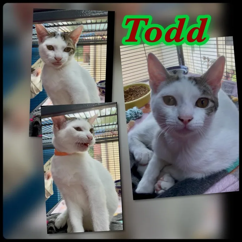 A baby small-sized male Domestic Short Hair cat named Todd for adoption in Blountville, TN