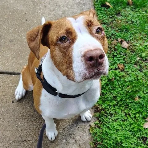 An adult medium-sized female Yellow / Tan / Blond / Fawn Mixed Breed dog named Miranda for adoption in Oak Park, IL