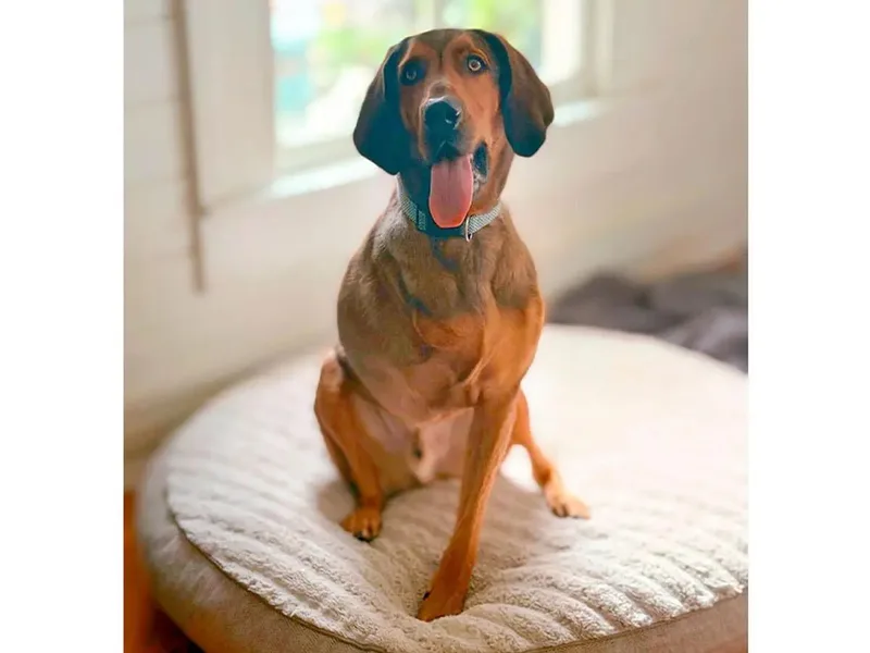 A young large-sized male Bloodhound dog named Quigley for adoption in Leawood, KS