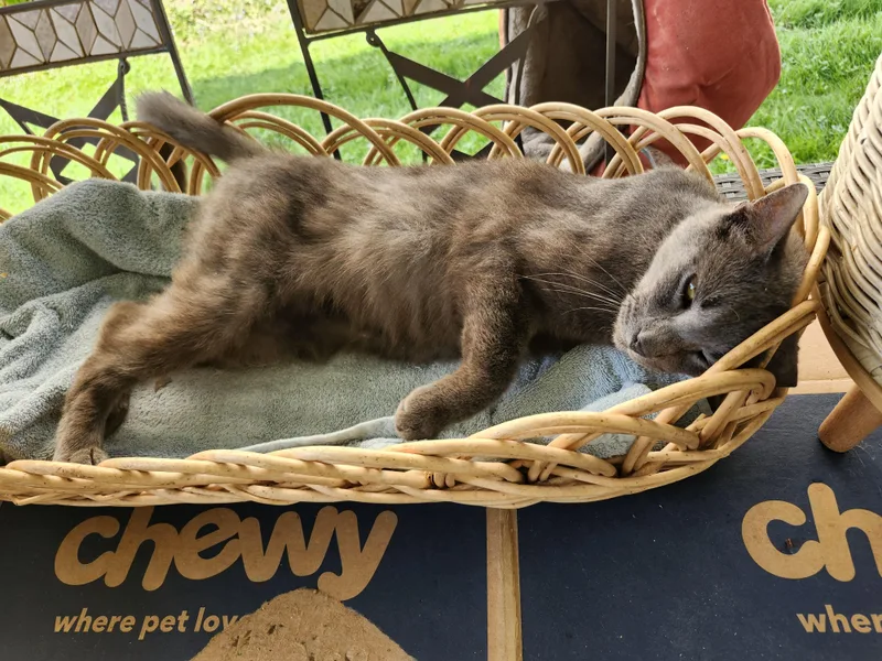 An adult medium-sized male Russian Blue cat named "blue" for adoption in North East, MD
