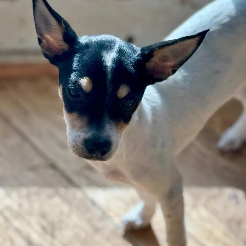 A baby small-sized female Rat Terrier dog named Tiny for adoption in Huntsville, AL