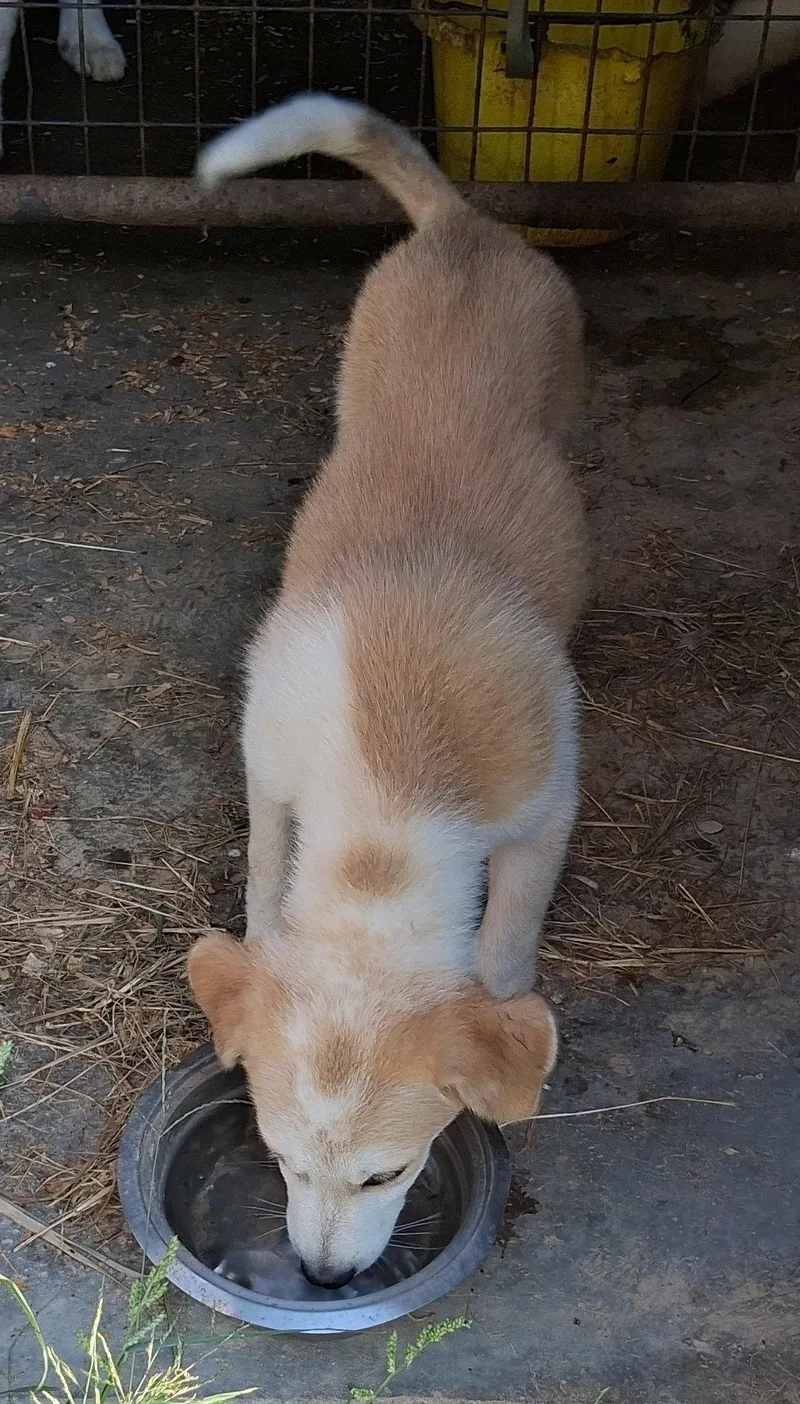 Nutmeg thumbnail 3