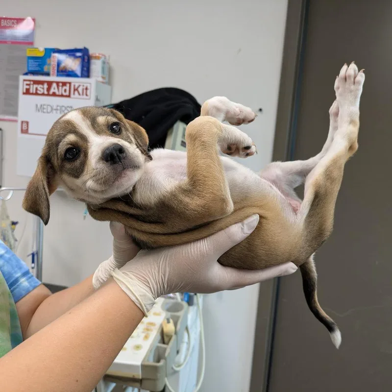 A baby small-sized female Brown / Chocolate Black Mouth Cur dog named Paris for adoption in Cleveland, MS