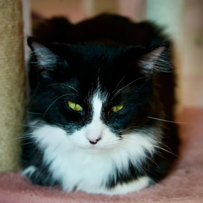 A young medium-sized male Black Domestic Long Hair cat named Horton for adoption in Forest Park, IL