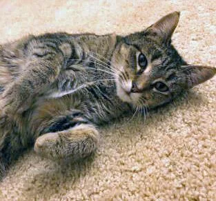 An adult small-sized female Domestic Short Hair cat named Dani for adoption in Fishers, IN
