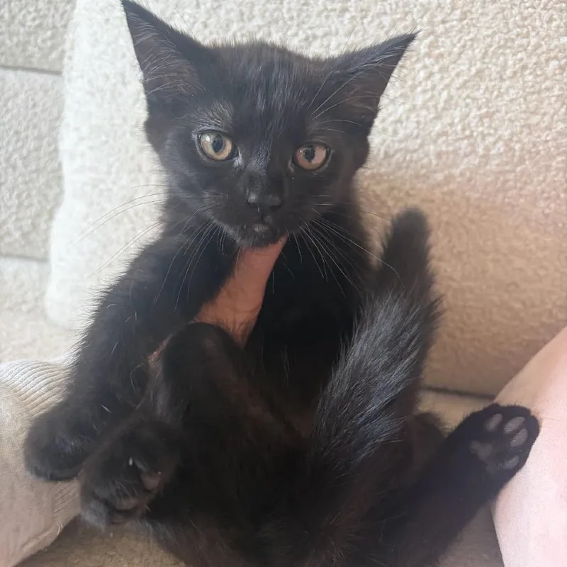 A baby small-sized male Black Domestic Short Hair cat named Ohracle for adoption in Rochester, MN