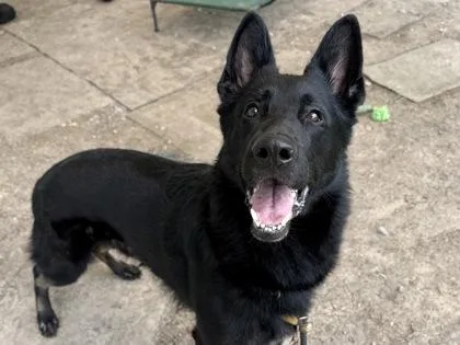 An adult large-sized male Black Mixed Breed dog named Bruce for adoption in Georgetown, TX