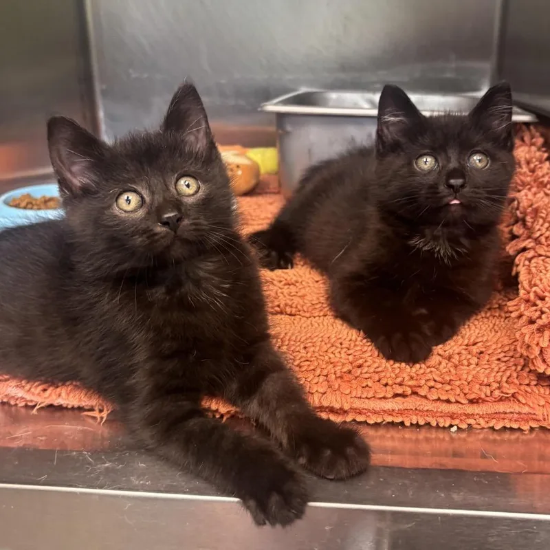 A baby small-sized male Black Domestic Short Hair cat named Mork for adoption in Waynesburg, PA
