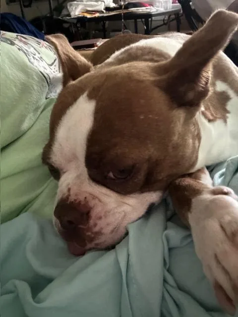 An adult medium-sized female Boston Terrier dog named Bailey for adoption in Van Vleck, TX