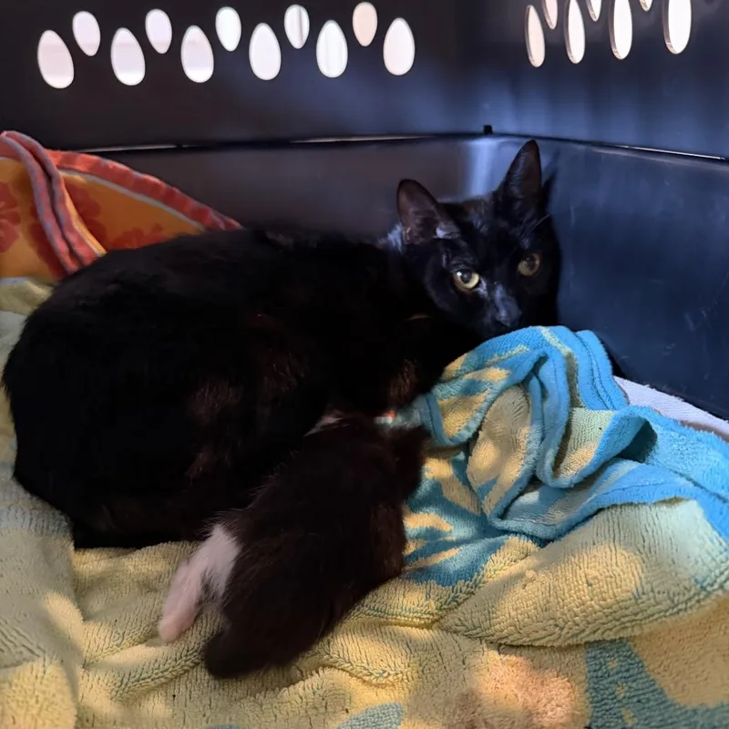 A young medium-sized female Black Domestic Short Hair cat named Gordita for adoption in Chattanooga, TN