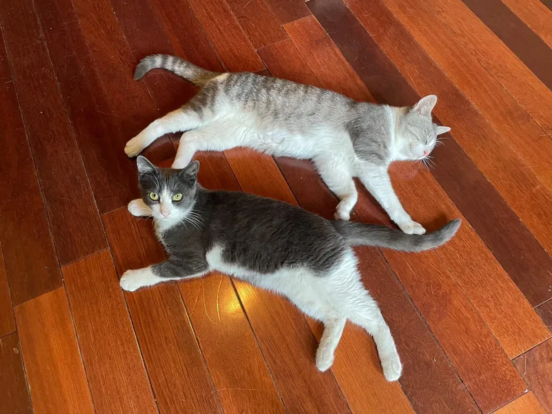 A young medium-sized male Gray & White Domestic Short Hair cat named Max And Sam for adoption in Brooklyn, NY