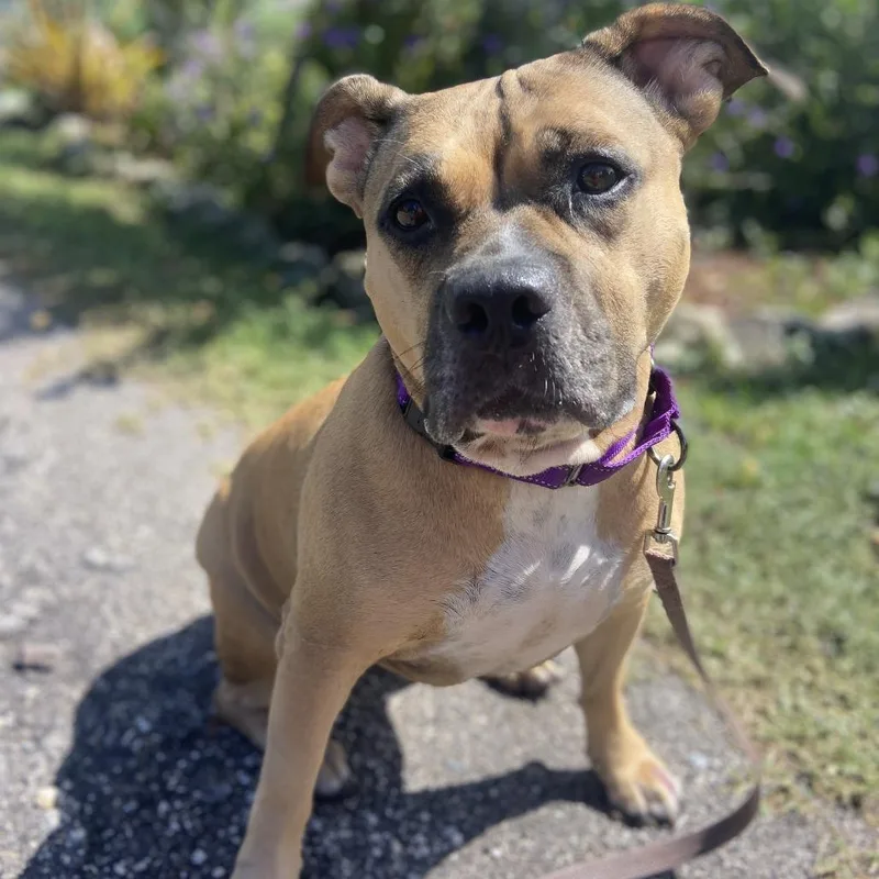 A senior large-sized female Yellow / Tan / Blond / Fawn Pit Bull Terrier dog named Willda for adoption in Sarasota, FL