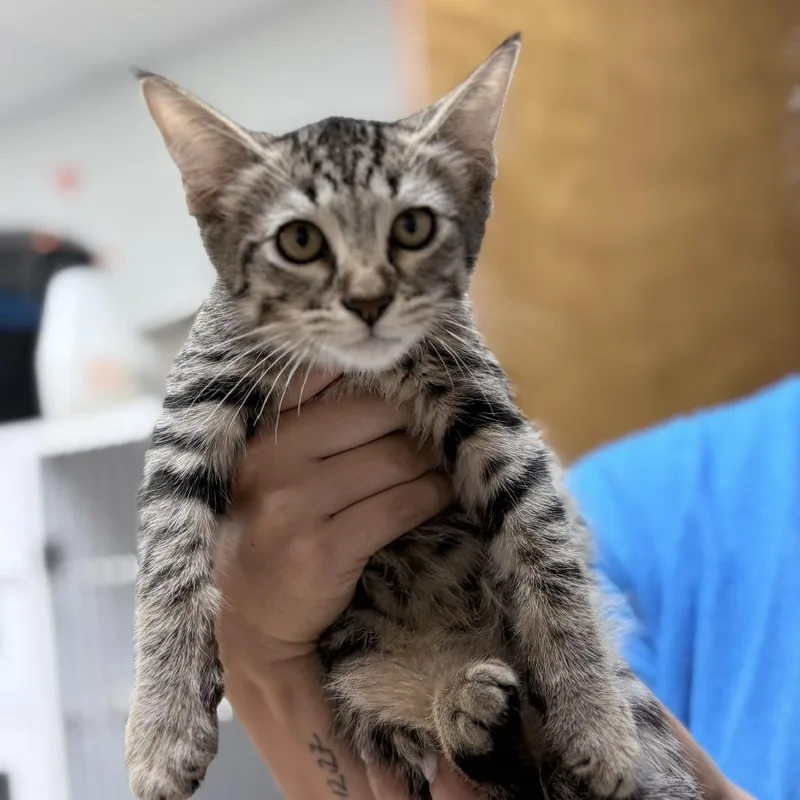 A baby small-sized male Gray / Blue / Silver Domestic Short Hair cat named Timmy for adoption in Tyler, TX