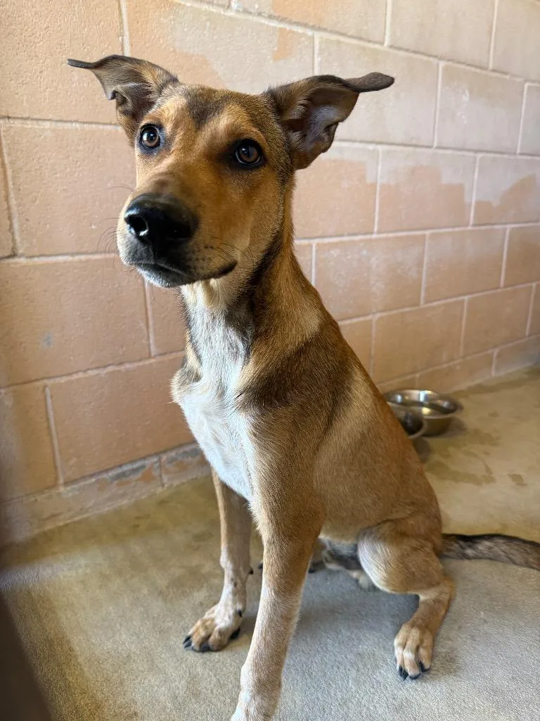A young medium-sized male Hound dog named Bourbon for adoption in New Braunfels, TX
