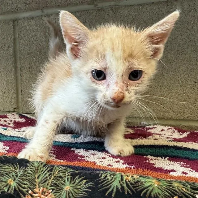 A baby small-sized male Domestic Short Hair cat named Pinky for adoption in Riverside, CA