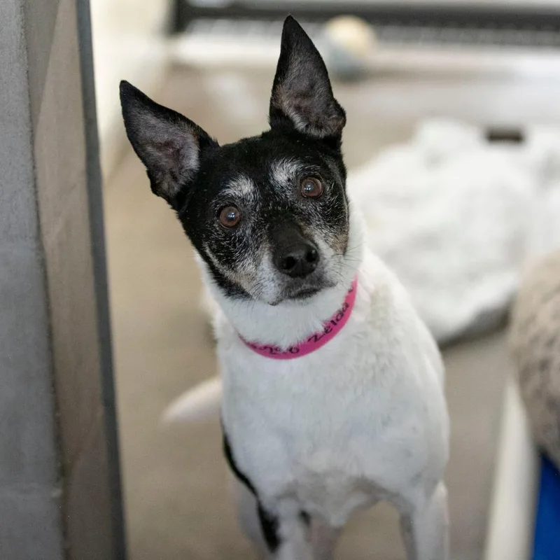 A senior small-sized female White / Cream Fox Terrier dog named Zelda for adoption in Peyton, CO
