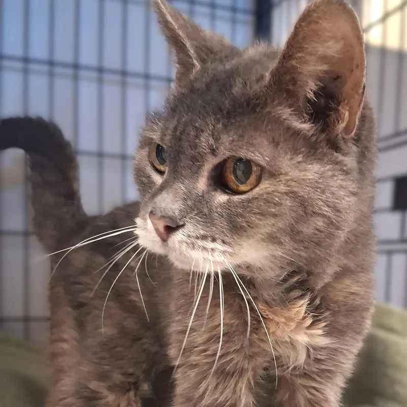 A senior medium-sized female Gray / Blue / Silver Domestic Short Hair cat named Darla for adoption in Belmont, NY