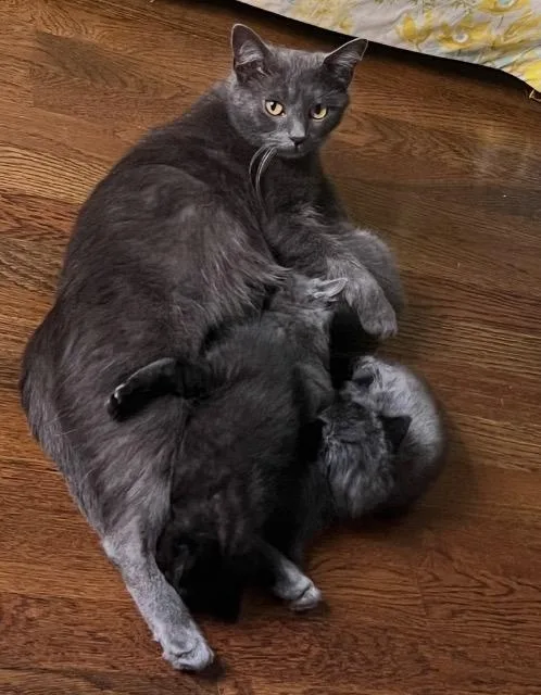 A young medium-sized female Domestic Short Hair cat named Postcard for adoption in Cincinnati, OH