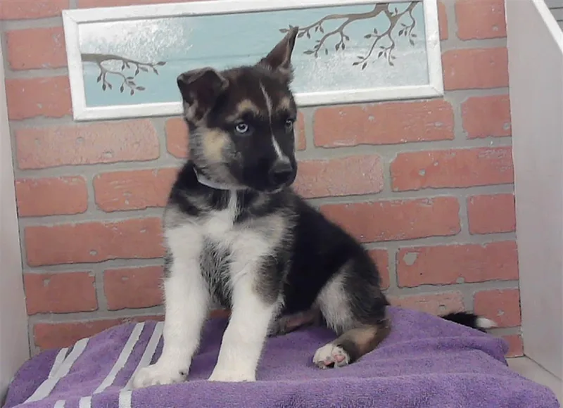 A baby small-sized male German Shepherd Dog dog named A for adoption in Houston, TX