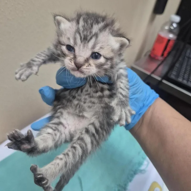A baby small-sized male Domestic Medium Hair cat named Peppo for adoption in Tacoma, WA