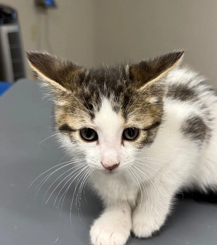 A young small-sized female Domestic Short Hair cat named Matilda for adoption in Yankton, SD