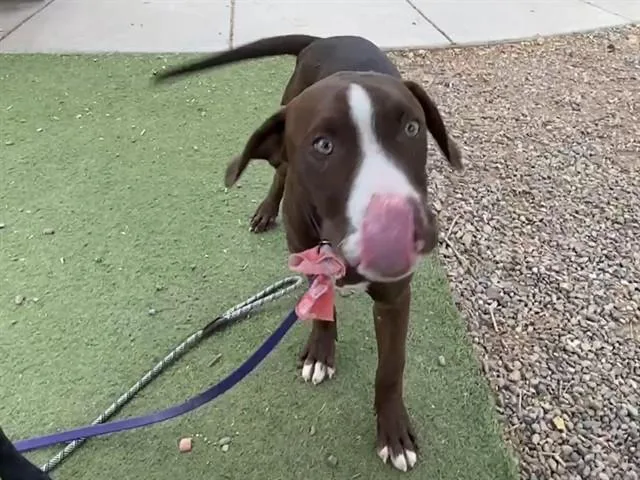 A young large-sized male Pit Bull Terrier dog named River for adoption in Phoenix, AZ
