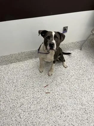 An adult large-sized male Pit Bull Terrier dog named Brogg for adoption in Atlanta, GA