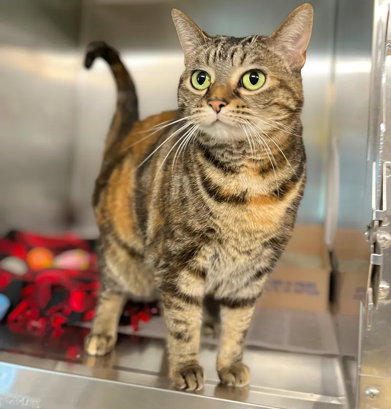 An adult medium-sized female Tabby (Brown / Chocolate) Domestic Short Hair cat named Linda for adoption in Seville, OH