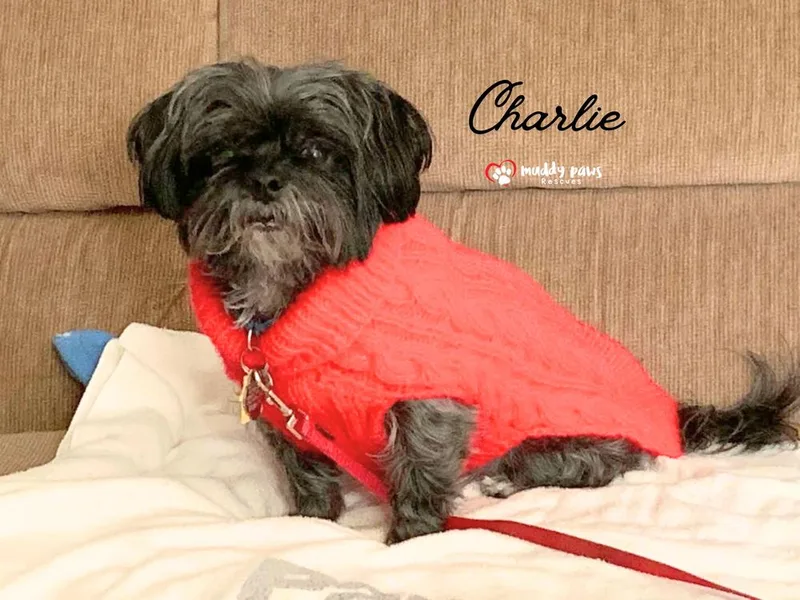 Charlie thumbnail 2