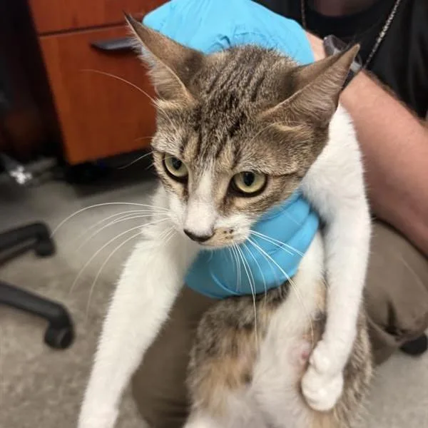 A young small-sized female Domestic Short Hair cat named Lucy for adoption in Alameda, CA