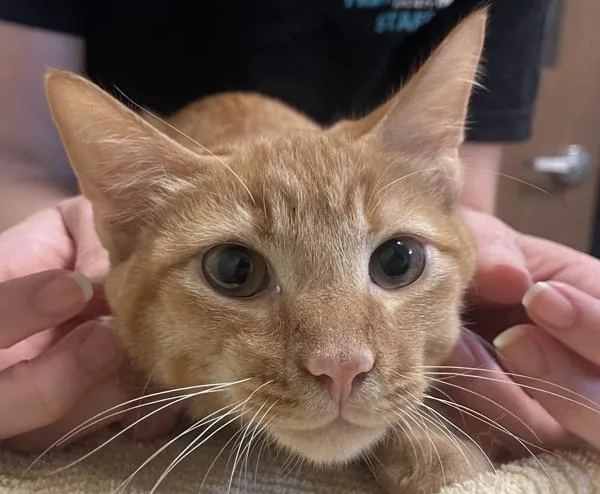 A baby small-sized male Domestic Short Hair cat named Moose for adoption in Oceanside, CA