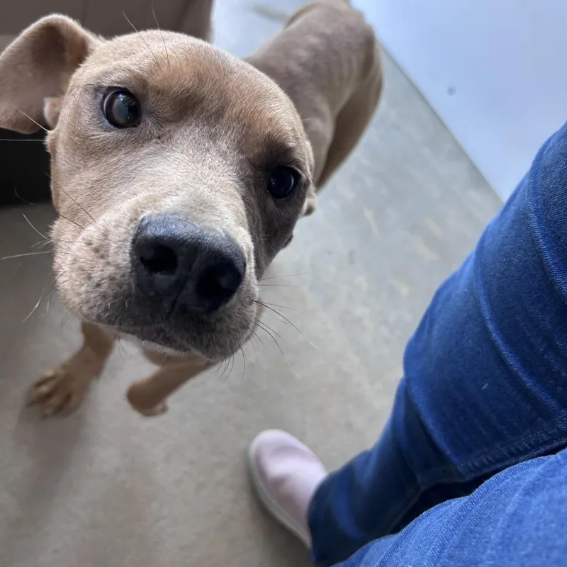 An adult medium-sized male Yellow / Tan / Blond / Fawn Mixed Breed dog named Jc for adoption in Mount Gilead, NC