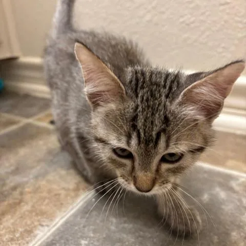 A baby small-sized male Gray / Blue / Silver Domestic Short Hair cat named Gibson for adoption in Aledo, TX