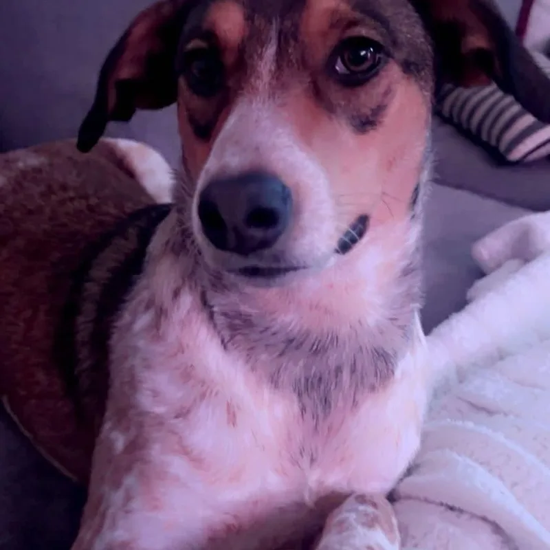 An adult medium-sized female Hound dog named Penny Arielle for adoption in Winter haven, FL