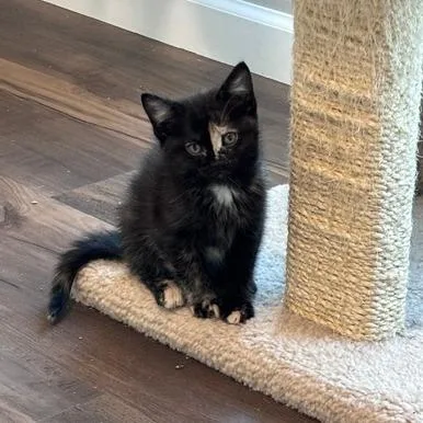 A baby small-sized female Tortoiseshell Domestic Short Hair cat named Ingrid Bergman for adoption in Belleville, IL