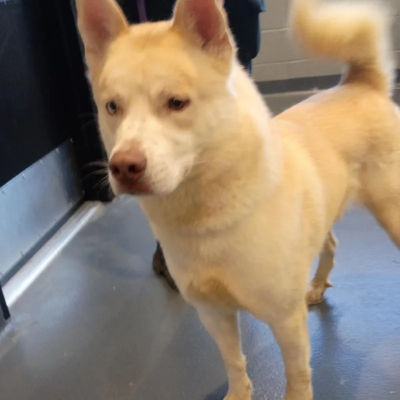 An adult large-sized male Mixed Breed dog named Star Fox for adoption in Allentown, PA