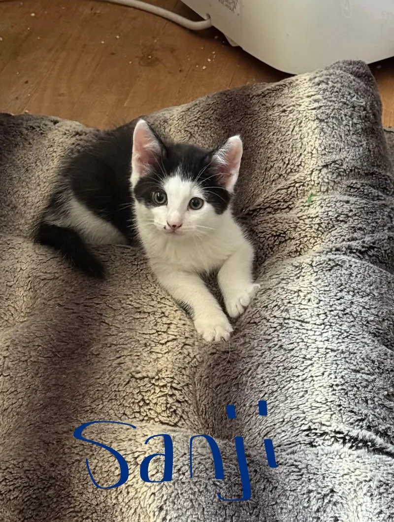 A baby medium-sized male Black & White / Tuxedo Domestic Short Hair cat named Sami for adoption in Westfield, MA
