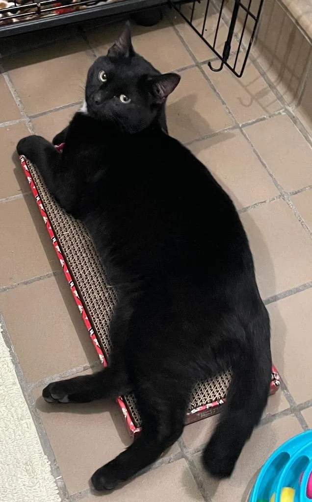 A young large-sized male Domestic Short Hair cat named Jett Black for adoption in Westfield, NY