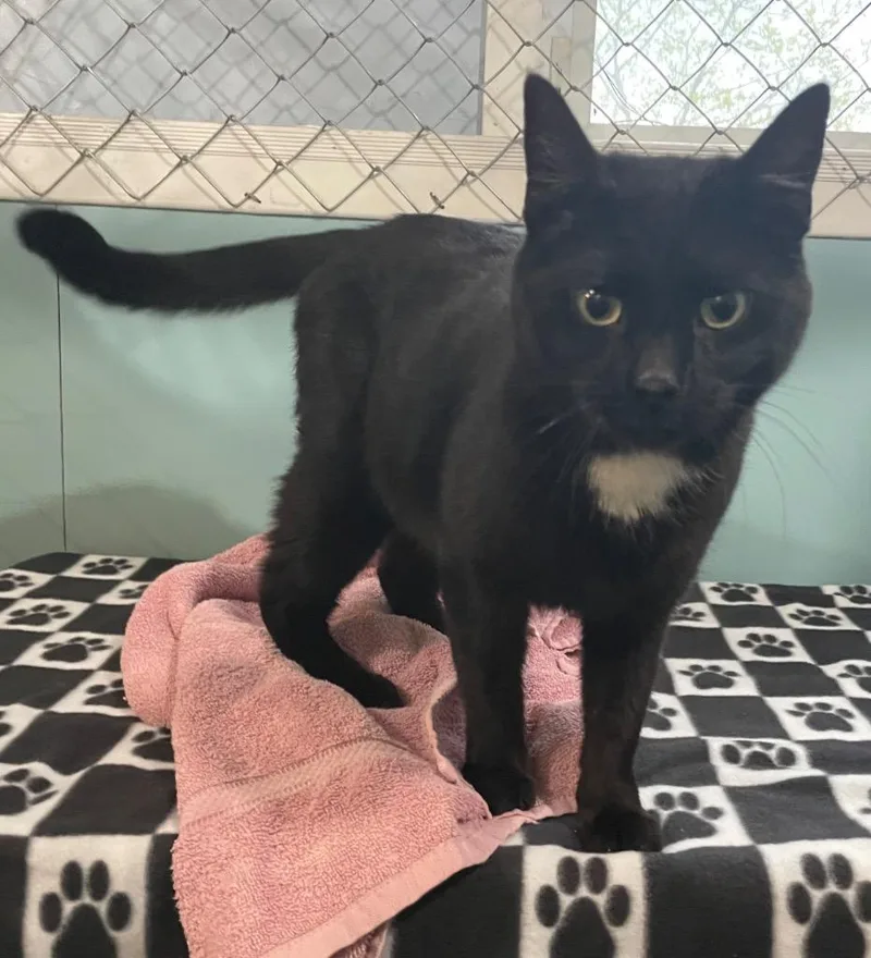 Jett Black thumbnail 2