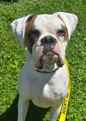 An adult large-sized male Boxer dog named Mr. Calvin for adoption in Racine, WI