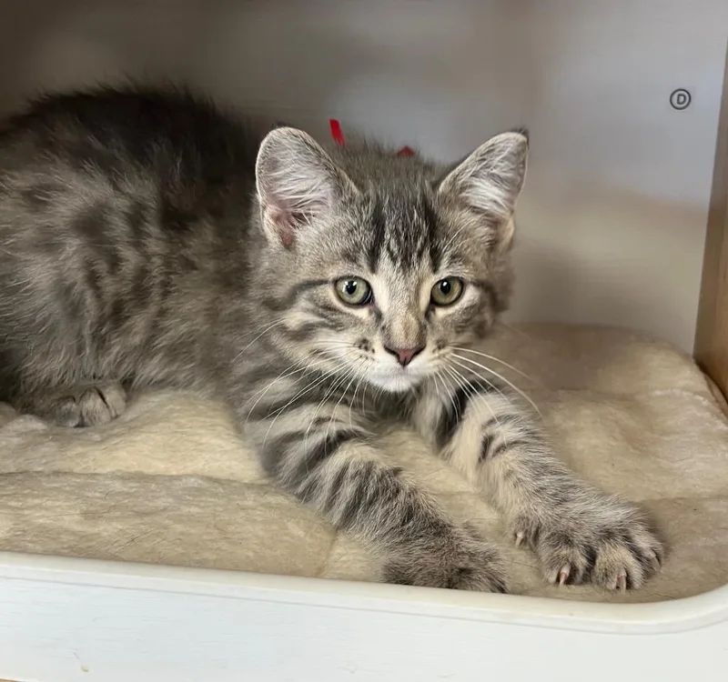 A baby small-sized male Domestic Short Hair cat named Elijah for adoption in Fond Du Lac, WI