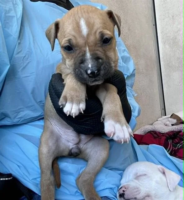A baby small-sized female Pit Bull Terrier dog named Bitty for adoption in Stockton, CA