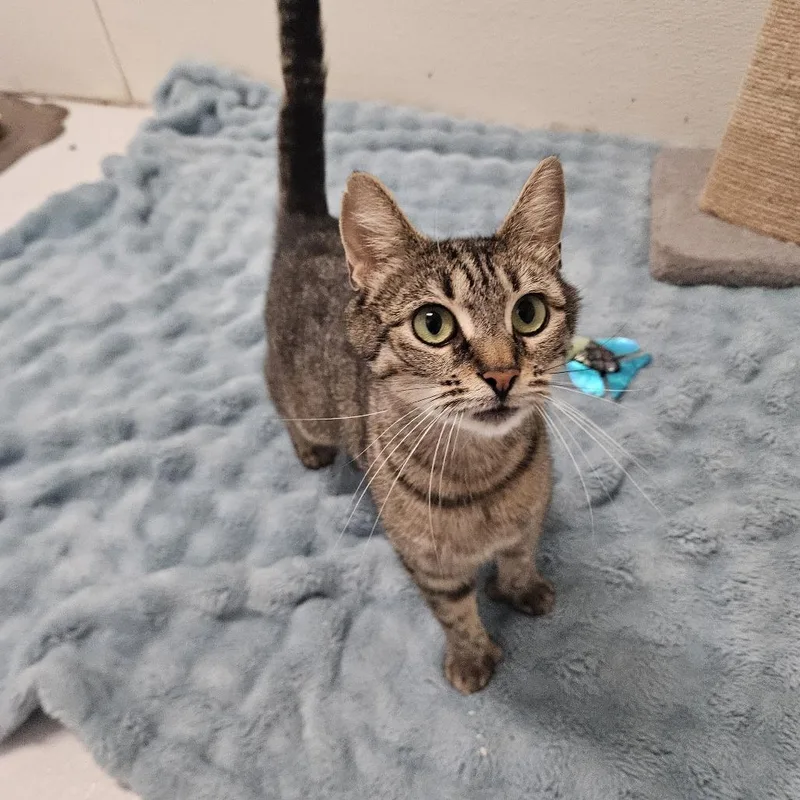 An adult small-sized female Brown / Chocolate Domestic Short Hair cat named Rosemary for adoption in Conway, NH