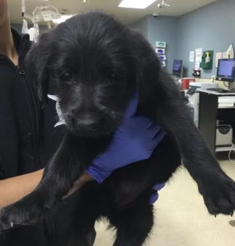 A baby small-sized female German Shepherd Dog dog named Peaches for adoption in Riverside, CA