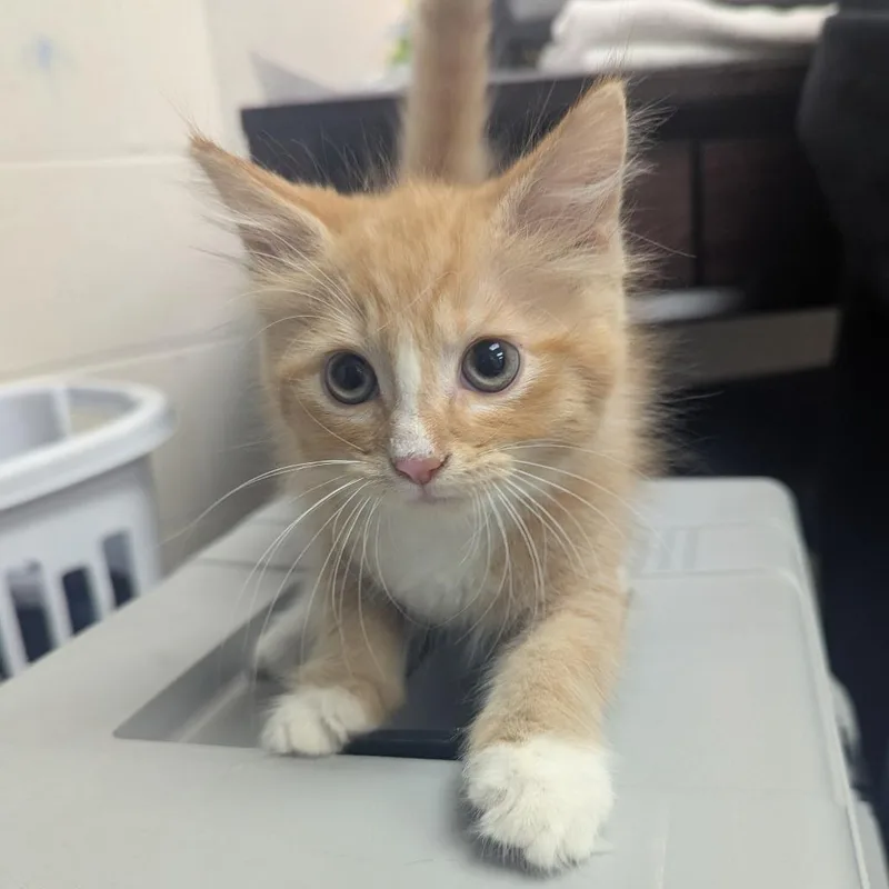 A baby small-sized male Domestic Medium Hair cat named Rascal for adoption in Evansville, IN