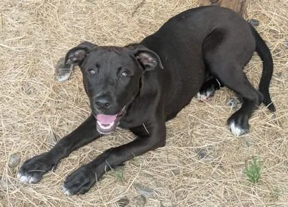 A young medium-sized female Black Labrador Retriever dog named Tootise for adoption in Jackson, GA